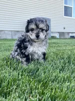Mickey , a male Aussiedoodle for sale in Rigby, ID – 1 of 4