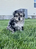 Mickey , a male Aussiedoodle for sale in Rigby, ID – 2 of 4