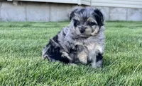 Mini, a female Aussiedoodle for sale in Rigby, ID – 4 of 4