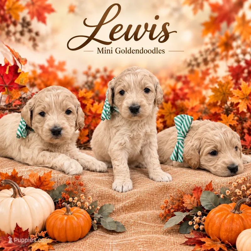 Lewis  – Goldendoodle puppy for sale in Saint Anthony, ID