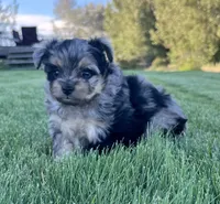Mini, a female Aussiedoodle for sale in Rigby, ID – 1 of 4