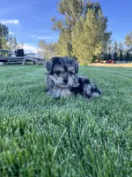 Mickey , a male Aussiedoodle for sale in Rigby, ID – 3 of 4