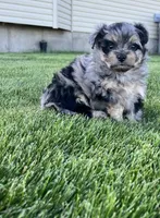 Mini, a female Aussiedoodle for sale in Rigby, ID – 3 of 4
