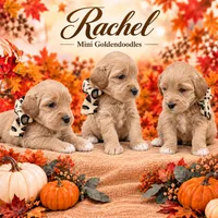 Rachel , a female Goldendoodle for sale in Saint Anthony, ID – 1 of 1