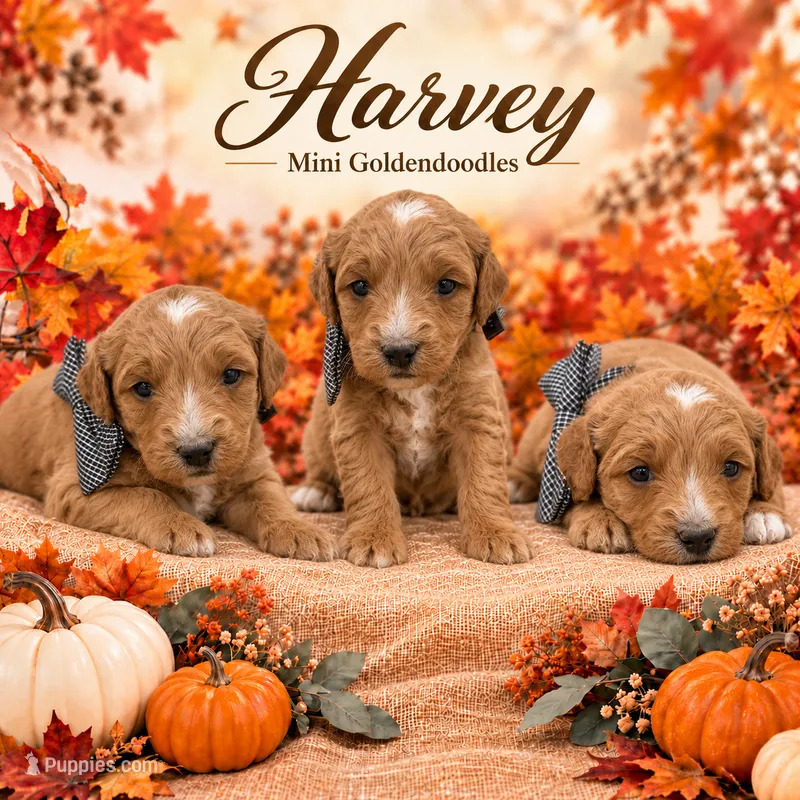 Harvey  – Goldendoodle puppy for sale in Saint Anthony, ID