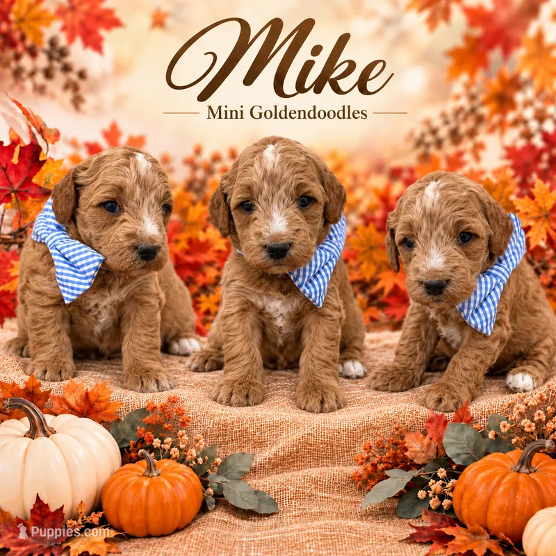 Mike  – Goldendoodle puppy for sale in Saint Anthony, ID