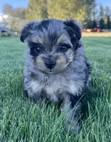 Mini, a female Aussiedoodle for sale in Rigby, ID – 2 of 4