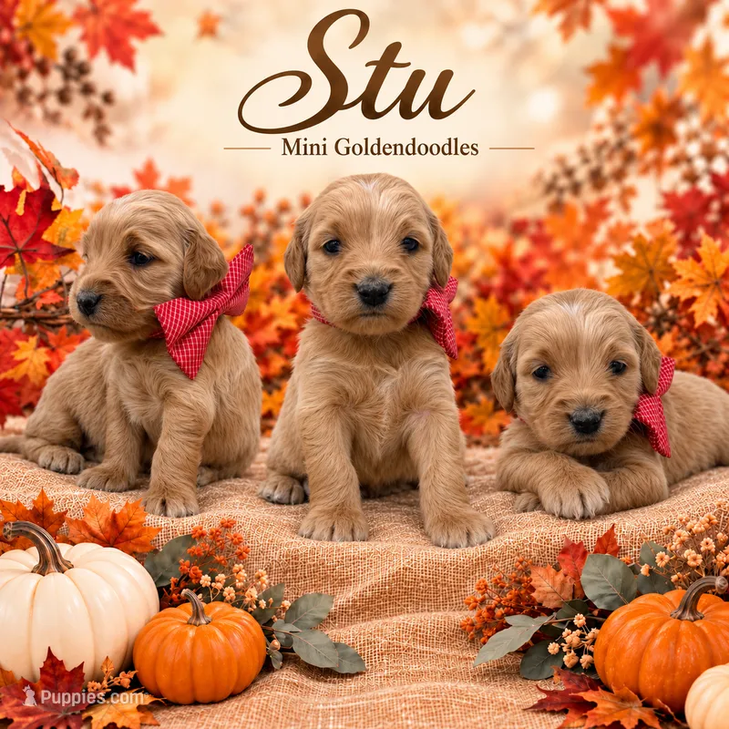 Stu  – Goldendoodle puppy for sale in Saint Anthony, ID