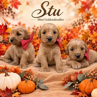 Stu , a male Goldendoodle for sale in Saint Anthony, ID – 1 of 1