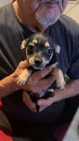 None, a male Chihuahua for sale in Modesto, CA – 3 of 3