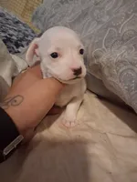 None, a female Chihuahua for sale in Modesto, CA – 2 of 5