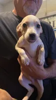 None, a female Chihuahua for sale in Modesto, CA – 4 of 4