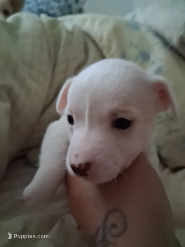 None – Chihuahua puppy for sale in Modesto, CA
