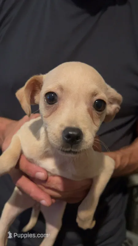 None – Chihuahua puppy for sale in Modesto, CA