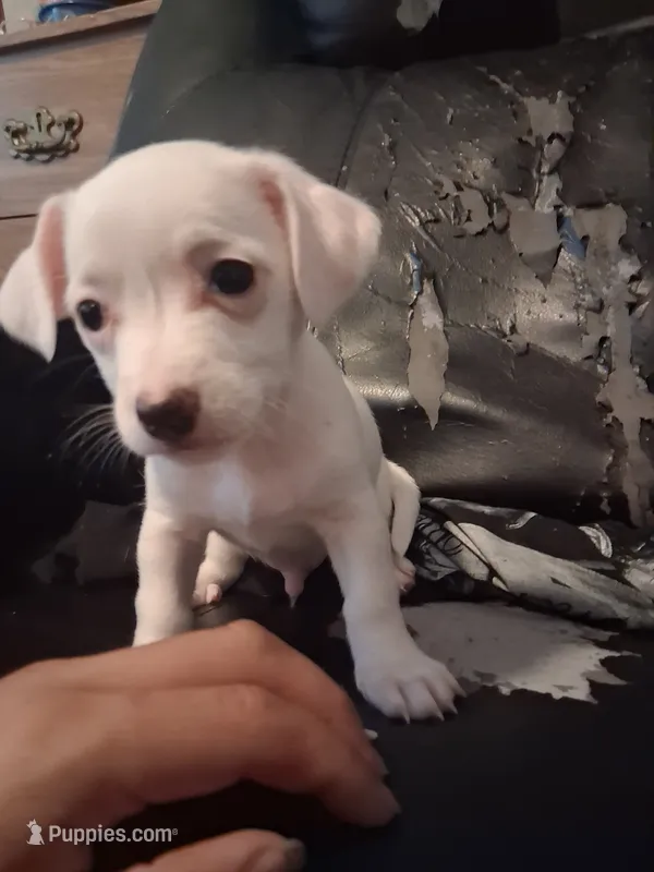 None – Chihuahua puppy for sale in Modesto, CA
