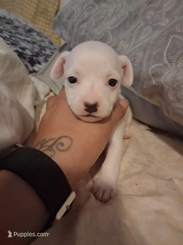None – Chihuahua puppy for sale in Modesto, CA