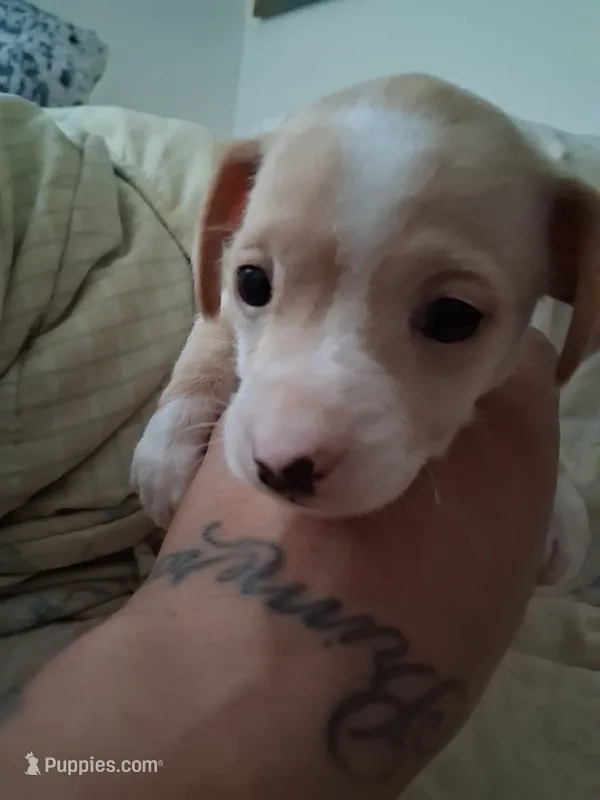 None – Chihuahua puppy for sale in Modesto, CA