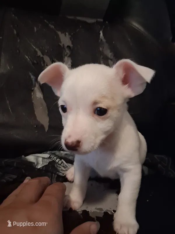 None – Chihuahua puppy for sale in Modesto, CA