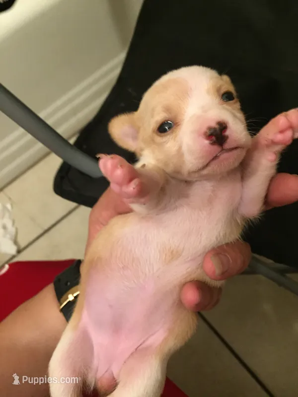 None – Chihuahua puppy for sale in Modesto, CA