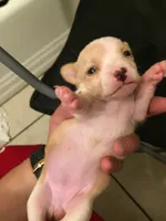 None, a female Chihuahua for sale in Modesto, CA – 1 of 6