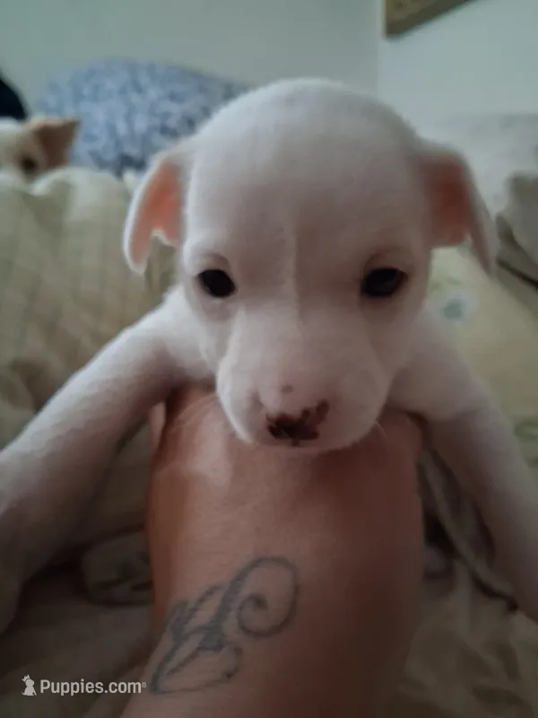 None – Chihuahua puppy for sale in Modesto, CA