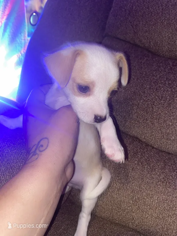 None – Chihuahua puppy for sale in Modesto, CA