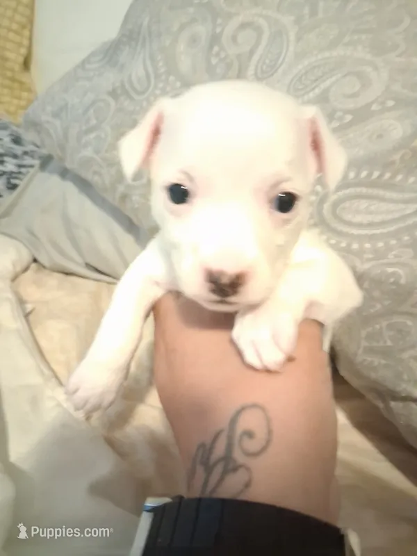 None – Chihuahua puppy for sale in Modesto, CA