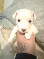 None, a female Chihuahua for sale in Modesto, CA – 1 of 5