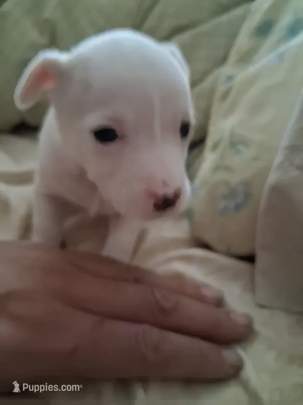 None – Chihuahua puppy for sale in Modesto, CA