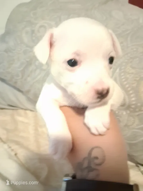 None – Chihuahua puppy for sale in Modesto, CA