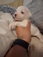 None, a male Chihuahua for sale in Modesto, CA – 2 of 5