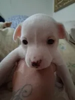 None, a male Chihuahua for sale in Modesto, CA – 1 of 4