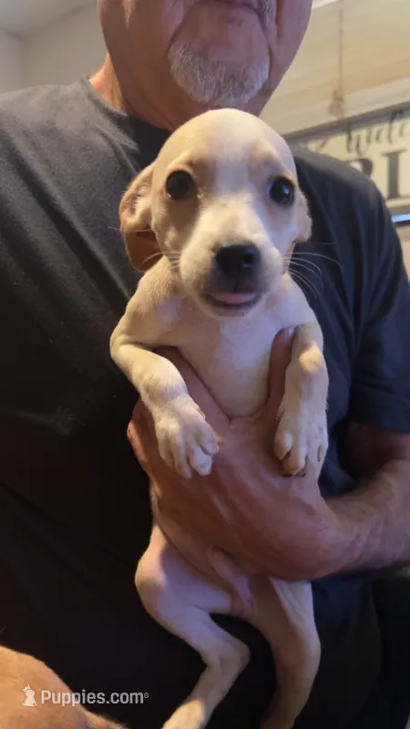 None – Chihuahua puppy for sale in Modesto, CA