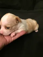 None, a female Chihuahua for sale in Modesto, CA – 5 of 6