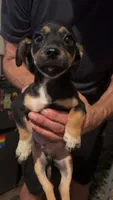 None, a male Chihuahua for sale in Modesto, CA – 2 of 3