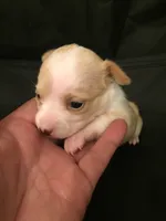 None, a female Chihuahua for sale in Modesto, CA – 3 of 6