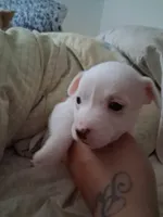 None, a male Chihuahua for sale in Modesto, CA – 4 of 4