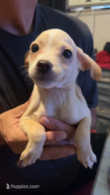 None – Chihuahua puppy for sale in Modesto, CA