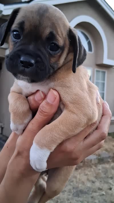 None, a female Labrador Retriever for sale in Modesto, CA – 1 of 1