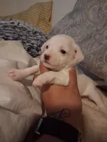None, a male Chihuahua for sale in Modesto, CA – 5 of 5