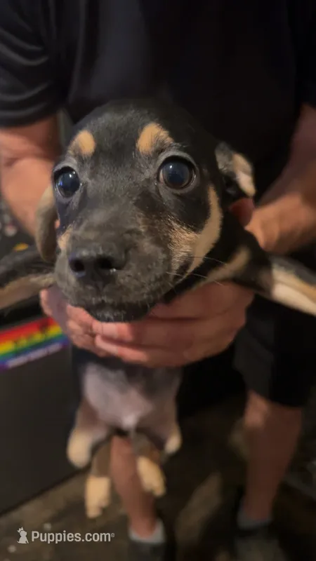 None – Chihuahua puppy for sale in Modesto, CA