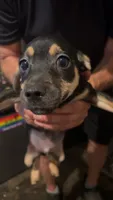 None, a male Chihuahua for sale in Modesto, CA – 1 of 3