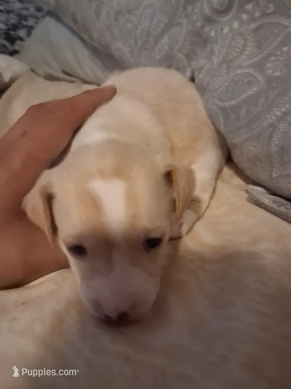None – Chihuahua puppy for sale in Modesto, CA
