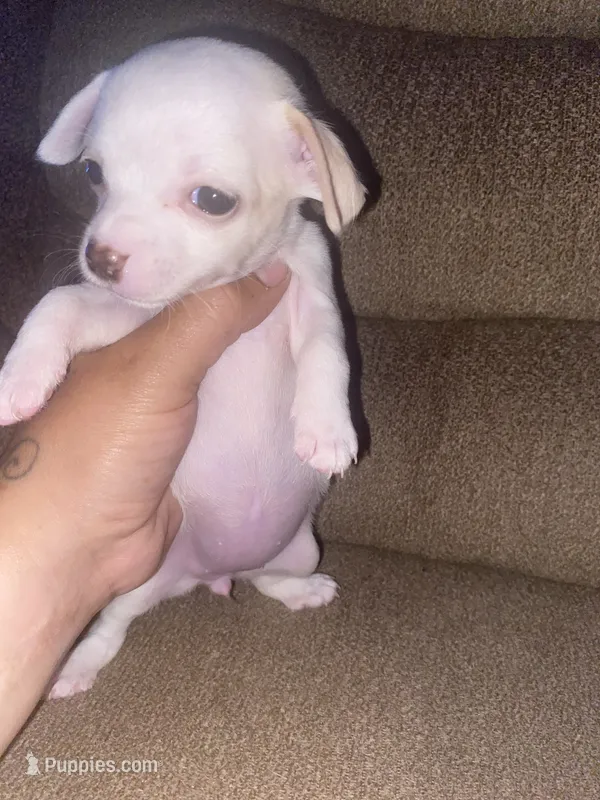 None – Chihuahua puppy for sale in Modesto, CA