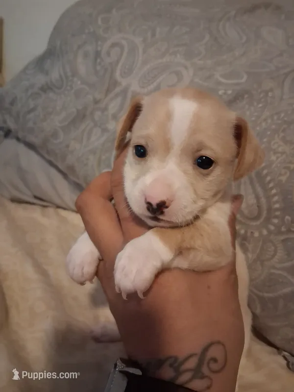 None – Chihuahua puppy for sale in Modesto, CA