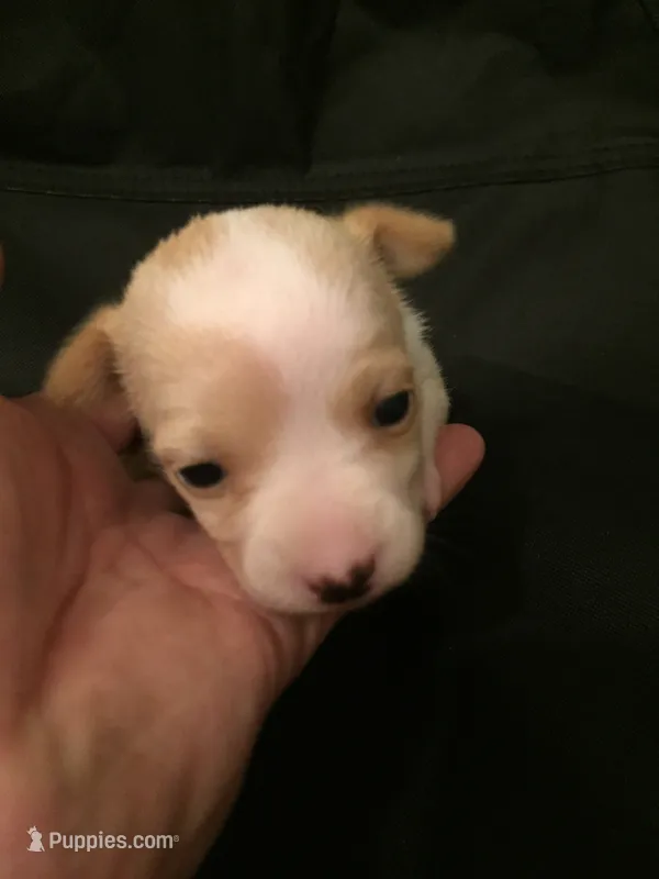 None, a female Chihuahua for sale in Modesto, CA – 1 of 5