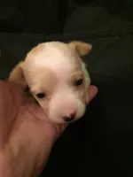 None, a female Chihuahua for sale in Modesto, CA – 1 of 5