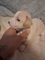 None, a female Chihuahua for sale in Modesto, CA – 4 of 4