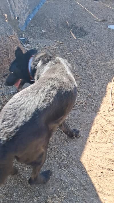 Buddy, a male German Shepherd Dog for sale in Modesto, CA – 1 of 1