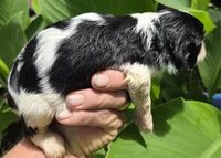 Sleepy, a male Cavalier King Charles Spaniel for sale in Elkland, MO – 3 of 4